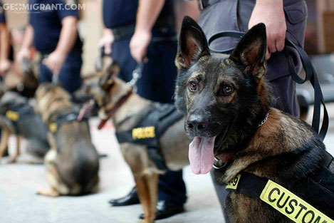 Тбилисский аэропорт будут охранять кинологи с проекта «K9»