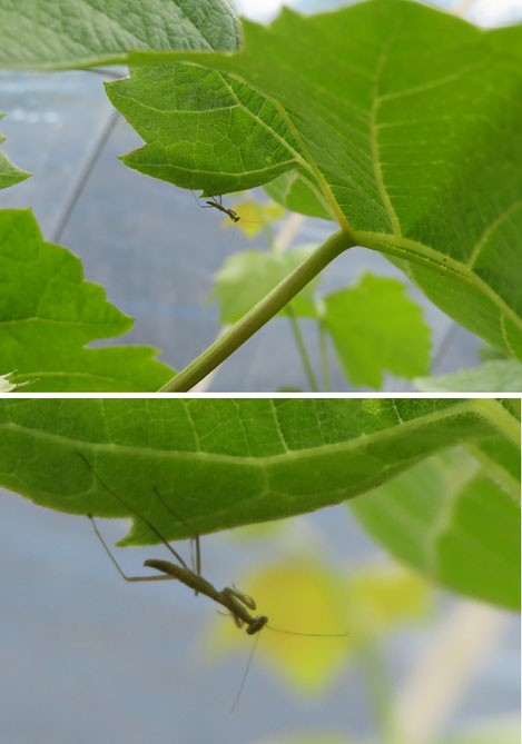 ちっちゃい虫たちの ちっちゃい子どもたちの季節 富岡果樹園 兵庫県佐用町 三日月