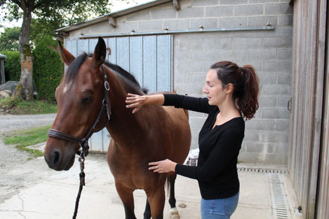 Diane Bourin en train de magnétiser un cheval bai