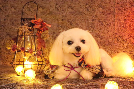犬連れ ワークショップ ハロウィン