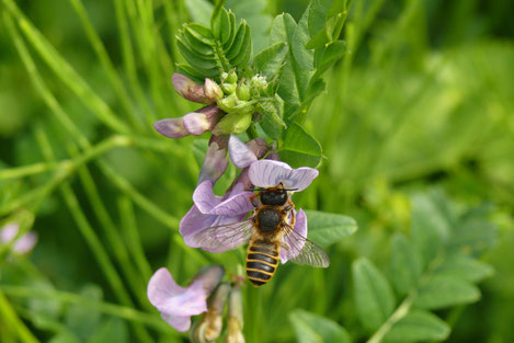Foto: Weibchen der Platterbsen-Mörtelbiene_A. Fleischmann