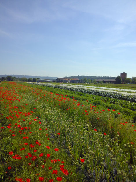 Mohn im Vordergrund, nach dem Regen