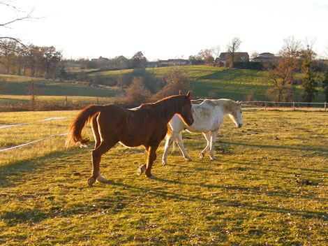 le bonheur est dans le pré