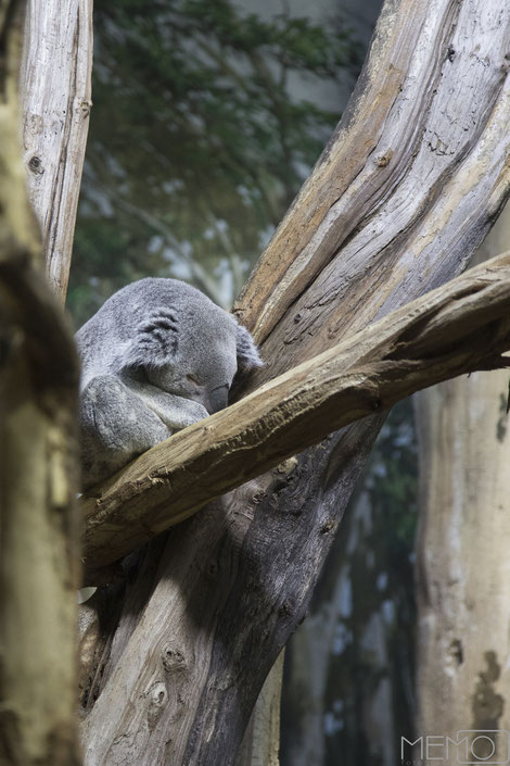 Koala, Zoo Leipzig, Leipzig, Sachsen, Gondwanaland, Deutschland, Memofotografie