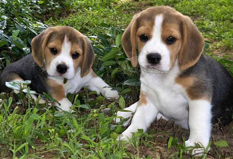 cachorros Beagles