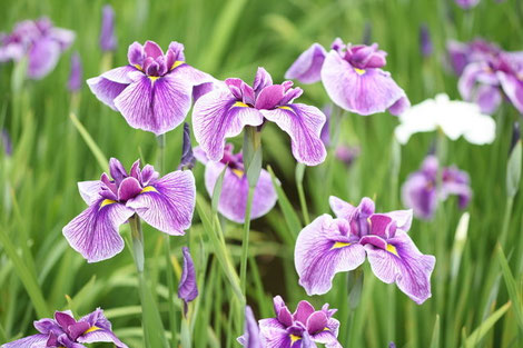 花菖蒲 はなしょうぶ あやめ 杜若 かきつばた の上生菓子 Jonamagashizukan ページ 花菖蒲 はなしょうぶ あやめ 杜若 かきつばた の上生菓子 Jonamagashizukan ページ