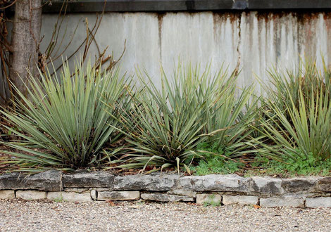 Bild Yucca xkarlsruhensis im Boga in Karlsruhe © S. Weißbeck 