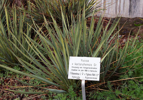 Bild Yucca xkarlsruhensis im Botanischen Garten in Karlsruhe © S. Weißbeck 