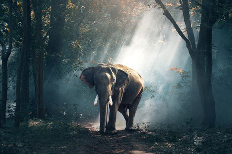 A Life On Our Planet