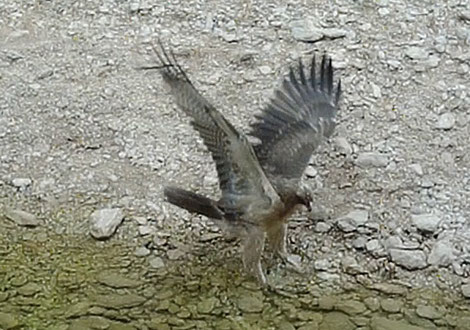 Aigle de Bonelli immature, au même endroit peu après. Notez la taille en comparaison...