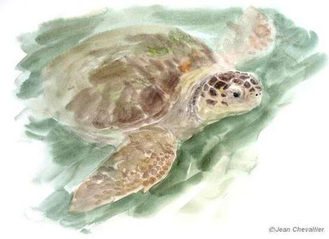 caretta caretta