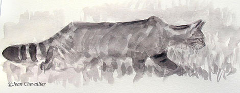 Chat sauvage, felis sylvestris, aquarelle Jean Chevallier