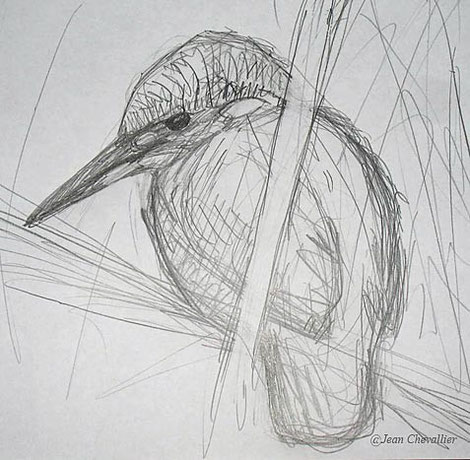 Martin pêcheur Alceo athis croquis jean Chevallier