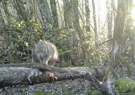 Chat forestier. Bolyguard 2060 nouvelle version. Photo recadrée.