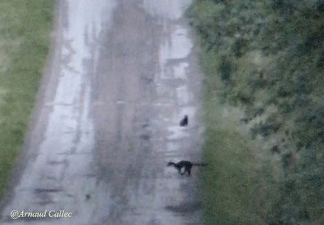 La martre passe devant le putois (extrait de vidéo Arnaud Callec)