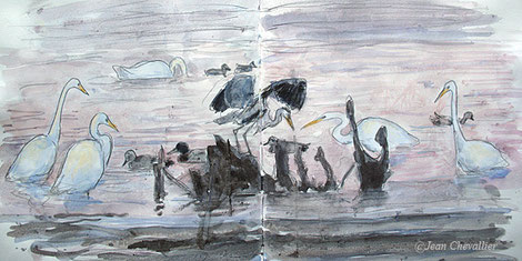 Grandes aigrettes, héron, cygne et canards, aquarelle (gelée) Jean Chevallier