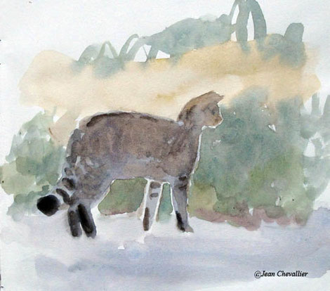 Chat forestier, aquarelle Jean Chevallier