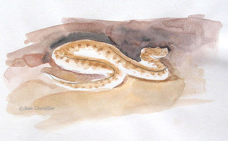 Vipère des sables Cerastes vipera, à la lampe, aquarelle Jean Chevallier