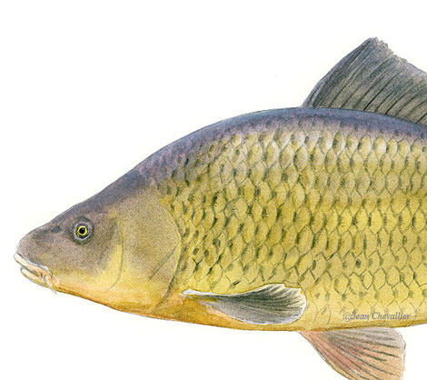 Carpe sauvage Cyprinus carpio, détail. Illustration Jean Chevallier