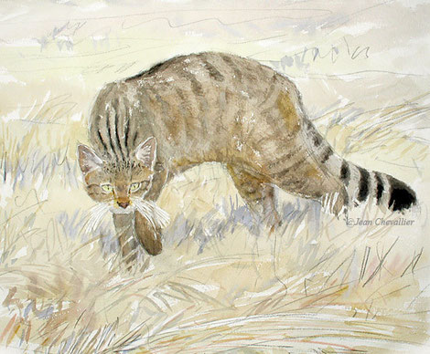 Chat sauvage Felis silvestris, femelle en été, aquarelle Jean Chevallier