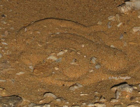 la même vipère des sables, une minute plus tard...
