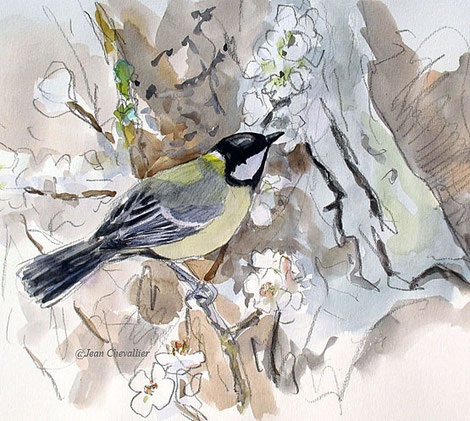 Charbonnière, Parus major, aquarelle Jean Chevallier