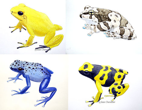 phyllobates terribilis, trachycephalus resinifictrix, dendrobates azureus et leucomelas, illustration Jean Chevallier