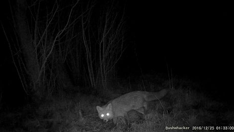 Renard, le même , arrêté, image complète non retouchée