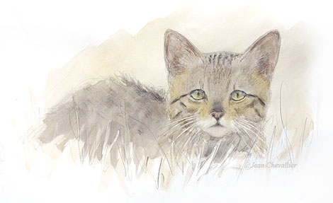 Chat forestier, Felis sylvestris, aquarelle Jean Chevallier