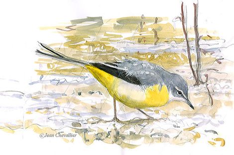 Bergeronnette des ruisseaux motacilla cinerea, aquarelle Jean Chevallier