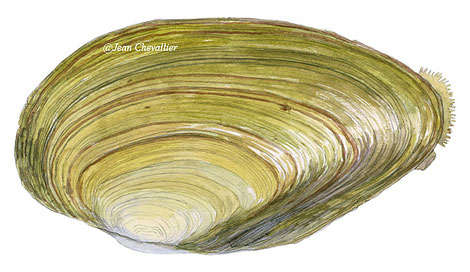 Anodonta anatina, moule d'eau douce. Illustration Jean Chevallier