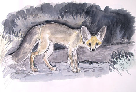 Renard famélique (ou R. de Ruppell), aquarelle Jean Chevallier