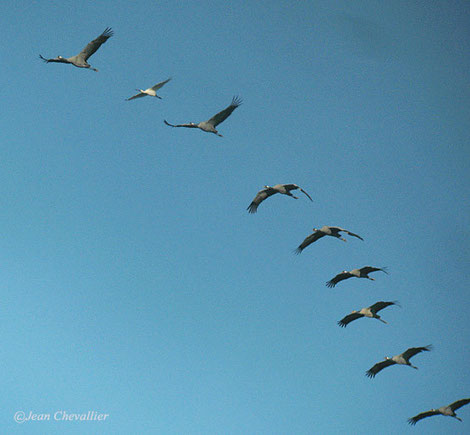 Grues et spatule en migration