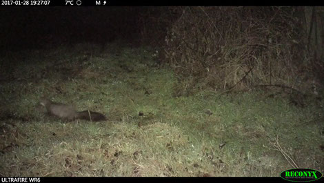Fouine, image extraite d'une vidéo nocturne