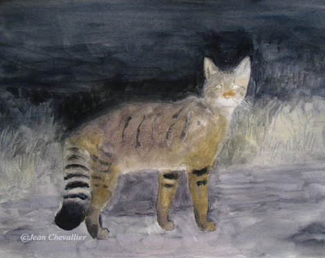 Chat sauvage (Felis sylvestris) aquarelle Jean Chevallier