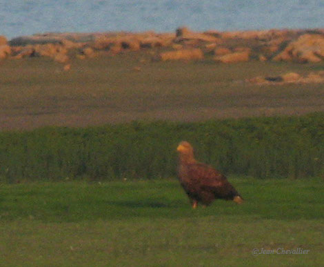 "le Gros" alias le pygargue, en digiscopie. Photo Jean Chevallier