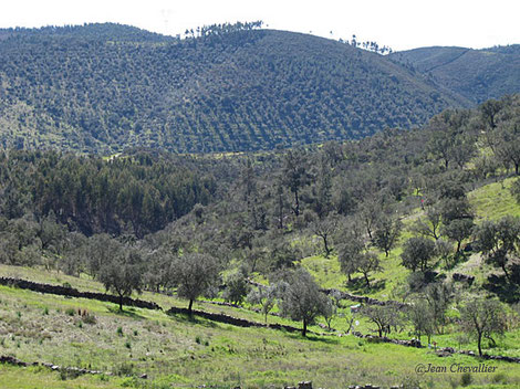 La dehesa, au premier plan, grignotée par les plantations d'eucalyptus