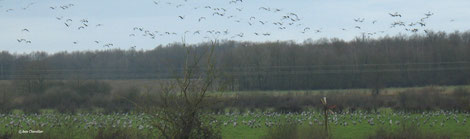 Grues, cliquer pour agrandir