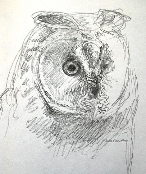 Hibou moyen-duc , Asio otus. Portrait, dessin Jean Chevallier