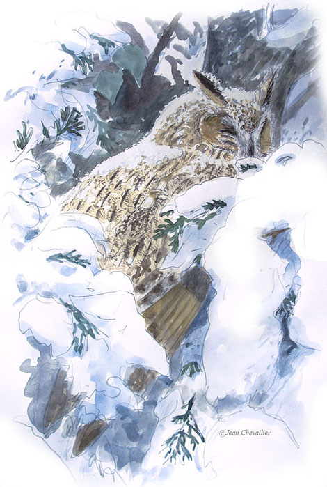 Sous la neige, hibou moyen-duc asio otus , aquarelle Jean Chevallier