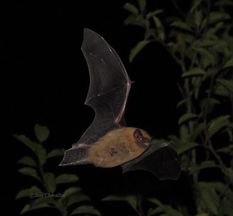 Pipistrelle commune (probablement), photo Jean Chevallier