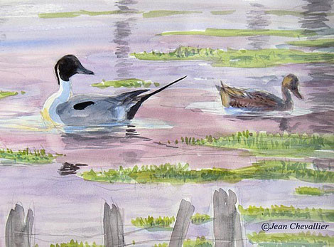 Canards pilets (anas acuta) aquarelle Jean Chevallier