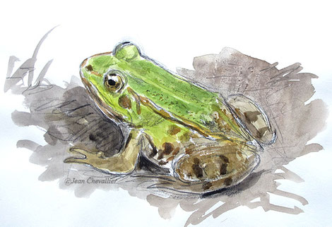 Grenouille verte, du point de vue du dessinateur...