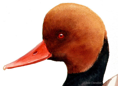 Nette rousse, mâle Netta rufina, illustration Jean Chevallier