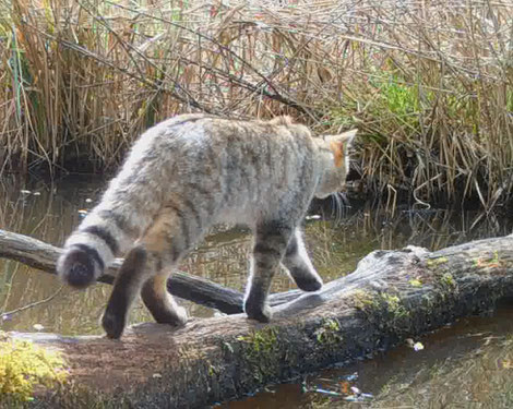 Chat forestier marchant. Extrait de video 2560x1440. Détail