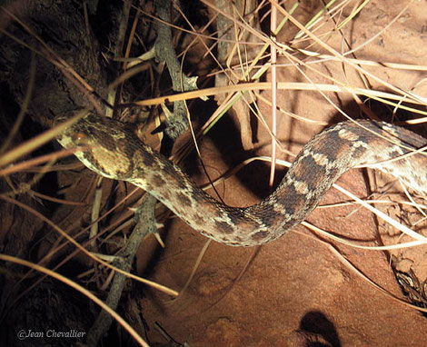 Autre surprise d'un soir: la rare Echis carinatus photo Jean Chevallier