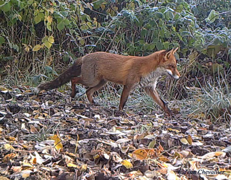 Renard, piège-photo Jean Chevallier