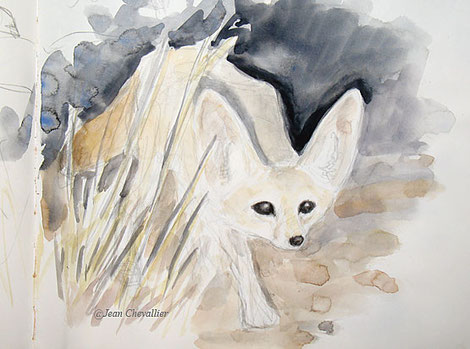 Fennec, Vulpes zerda, aquarelle Jean Chevallier