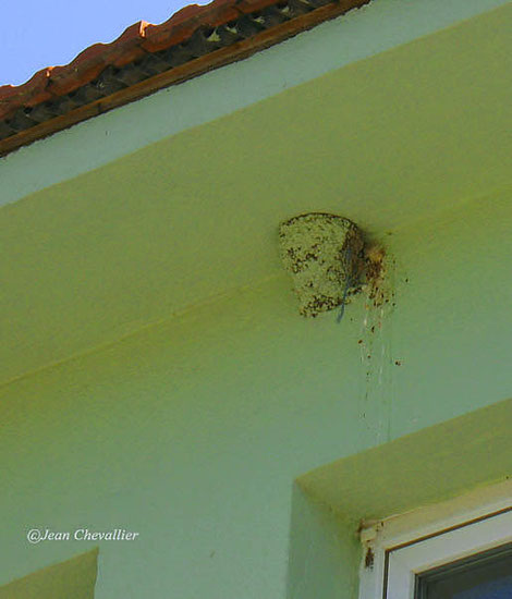 Nid d'hirondelle peint et façade repeinte; Dalyan 2013