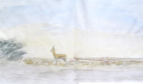 Gazelle dorcas, aquarelle Jean Chevallier